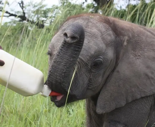 Foto: Elephant Orphanage Project