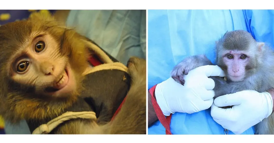 Macacos na Rússia forçados a executar tarefas em troca de comida. Foto: Divulgação