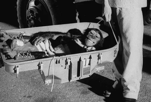 O chimpanzé Ham sobreviveu ao vôo, mas passou o resto da vida em zoos. Foto: Divulgação
