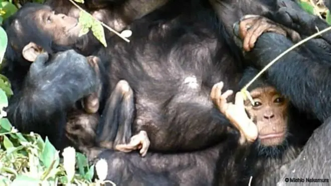 XT11 (à esquerda), com a mãe e com outro bebê chimpanzé, na Tanzânia (Divulgação)