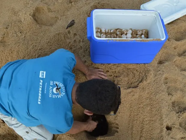 Biólogos tentam evitar que filhotes de tartarugas marinhas entrem em contato com água contaminada após saírem dos seus ninhos (Foto: Divulgação/Tamar)