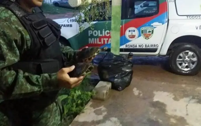 Quelônios estão na base do Batalhão de Policiamento Ambiental. Foto: Divulgação/Batalhão Ambiental