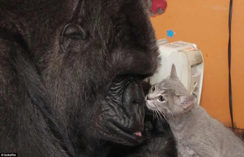 Koko tem fascínio por gatinhos e já pediu um filhote por meio da linguagem de sinais. Foto Descrição: Close de Koko e um gatinho cinza que parece beijar a face da gorila. Foto: Site Koko