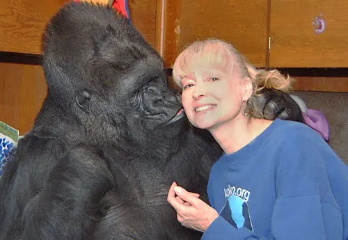 Koko e Penny em foto atual. Já são 44 anos anos juntas. Foto Descrição: Koko aparece abraçando e beijando delicadamente a pesquisadora Penny que é uma senhora loira de cabelos presos . Foto: Site Koko
