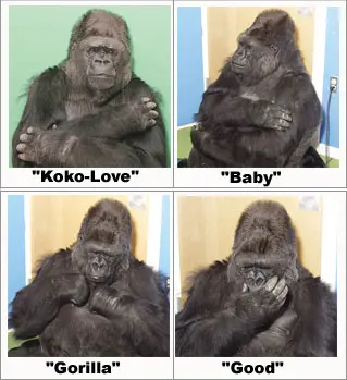 Koko sabe mais de 2 mil palavras em inglês. Foto Descrição: Quatro imagens onde Koko aparece se comunicando por sinais. Ela expressa amor, bebê, gorila e algo bom. Foto: Site Koko