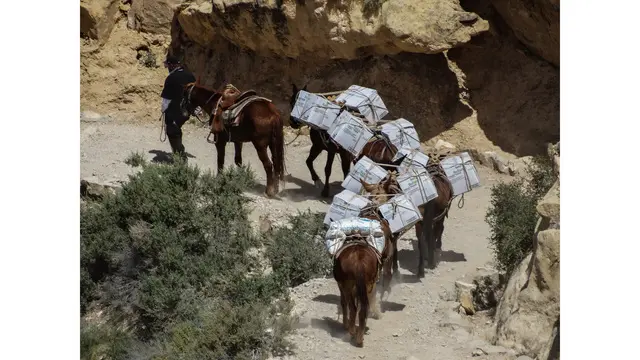 Cavalos usados como carga no Grand Canyon