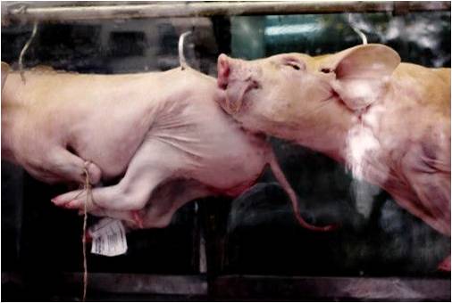 imagem de porcos mortos pendurados em um matadouro, para serem consumidos