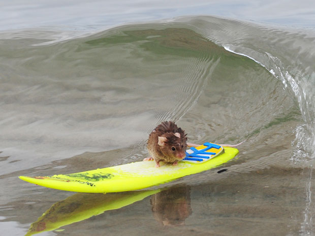 Camundongo surfa na praia da Costa Dourada, em Queensland (Foto: Barcroft/Getty Images)