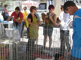 foto de pessoas numa feira de doação de animais