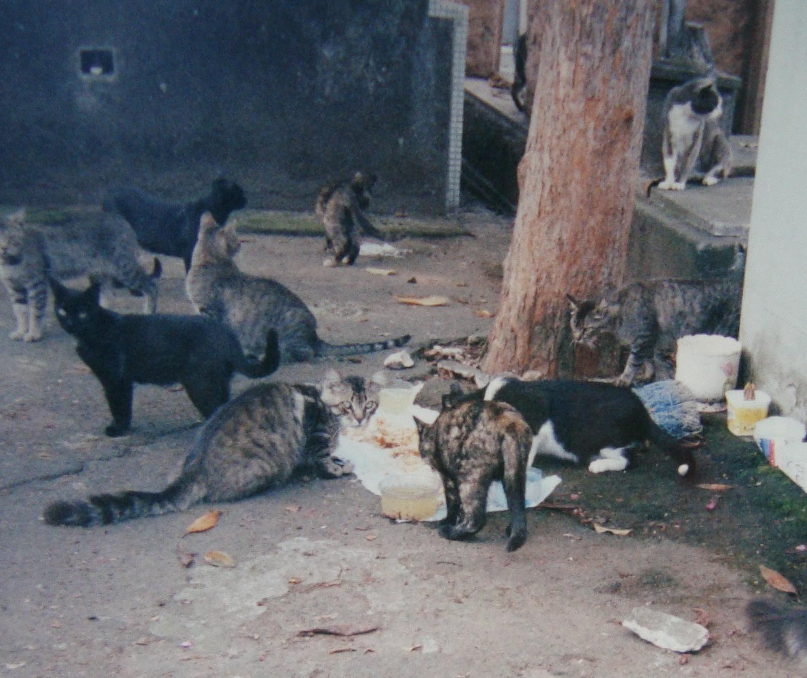 foto de gatinhos que desapareceram do cemitério (Foto: Arquivo Pessoal/Adéli Iurilli)