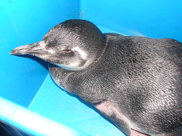 foto do pinguim resgatado
