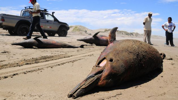 Associação de pescadores artesanais informou que nos últimos dias encontrou ao menos 10 animais sem vida nas areias do litoral. (Foto: USI/Referencial)
