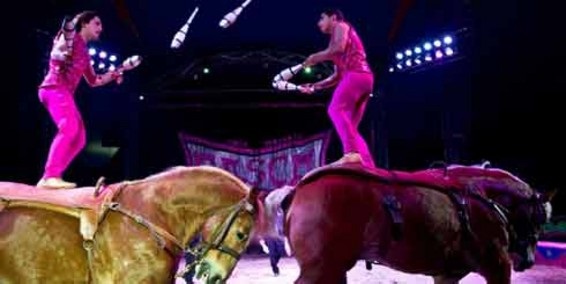 Em Bogotá já não se permitem circos que explorem animais em seus espetáculos. (Foto: El Tiempo)