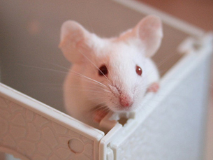 Experimentação animal foi tema de debate esta quarta-feira, na FCUP. (Foto: melinwonderland/Flickr)