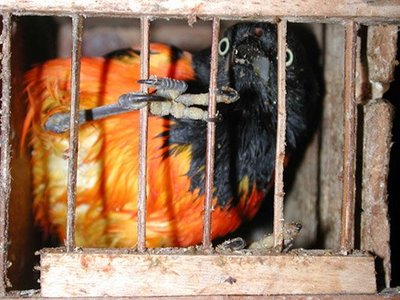 Tráfico de animais: Pura crueldade e violência. Foto: Divulgação