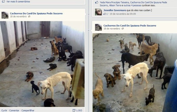 Página em rede social denunciou maus-tratos em Ipuiúna (Foto: Reprodução EPTV)