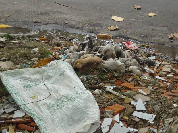 Corpos de gatos e cães foram encontrados perto de um saco. (Foto: Stephanie Carvalho/ G1)