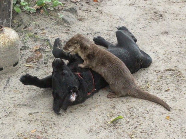 Amizade de lontra e cadela começou quando eram filhotes (Foto: Arquivo Pessoal / Alfredinho Bertioga)
