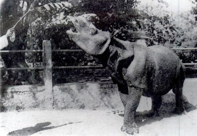 Rinoceronte-de-java é alimentado em um zoológico, em meados de 1900. A espécie não é mais mantida em cativeiro, e já quase não existe mais na natureza. Foto: Wikimedia Commons
