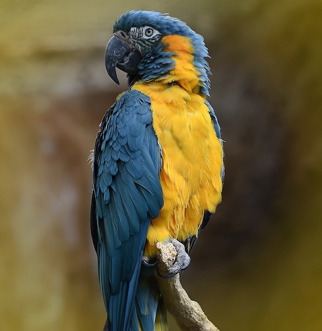 Uma expansão de seu habitat protegido em 2014 na Bolívia elevou a esperança para as últimas 120 araras-de-garganta-azul selvagens. Foto: Steve Wilson/Flickr