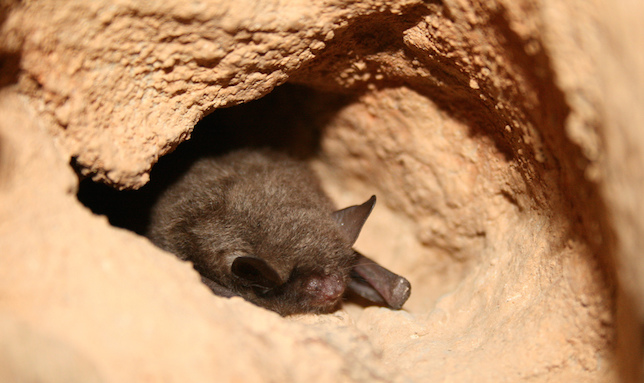 Morcego de Indiana hibernando no Missouri. Foto: Ann Froschauer/USFWS