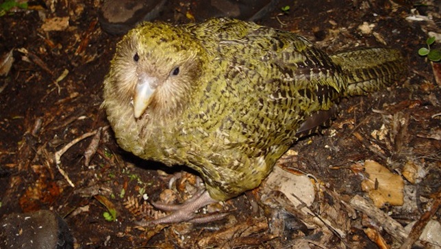 Um jovem kakapo chamado "Pura" explora o chão da floresta na ilha Codfish, no sul da Nova Zelândia. Foto: Wikimedia Commons