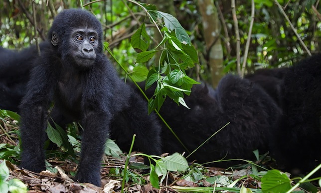 Restam menos de 900 gorilas-das-montanhas selvagens na África Central, e cerca de um terço deles são adultos. Foto: Shutterstock