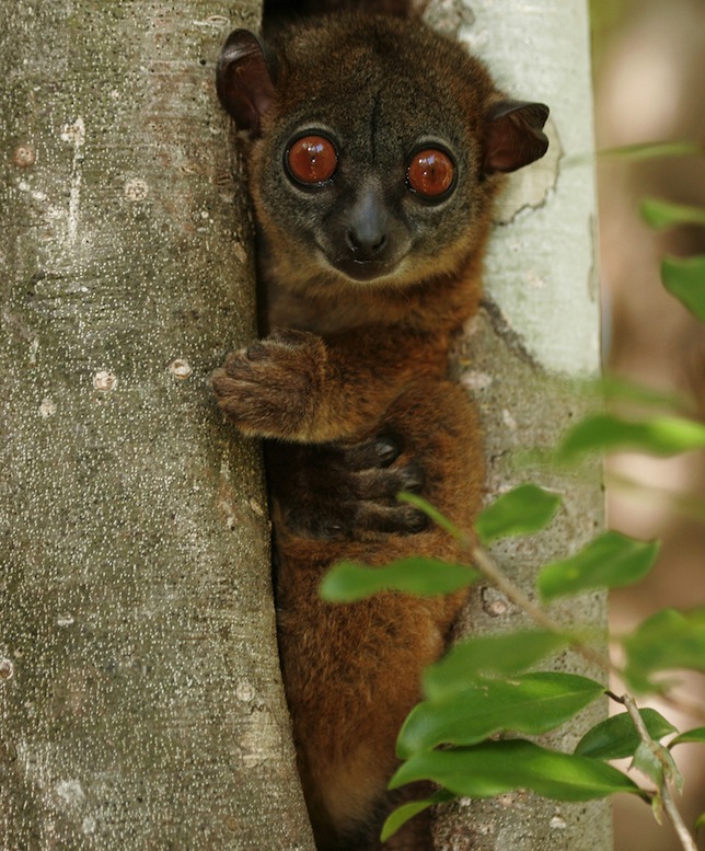 São animais noturnos, que se alimentam de folhas à noite e dormem em árvores durante o dia. Foto: Shutterstock
