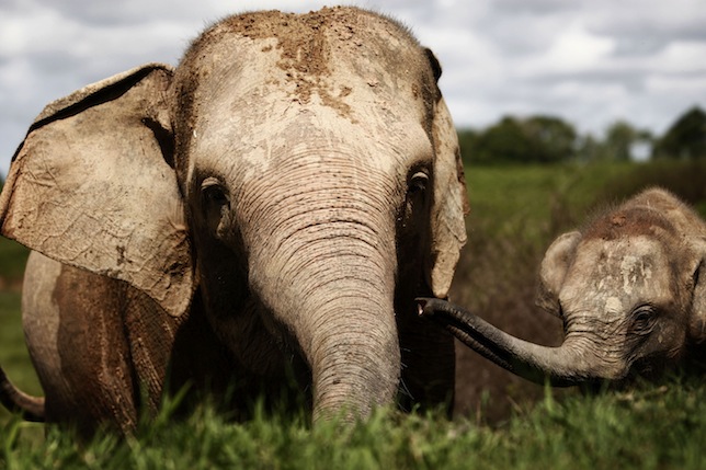 Embora os elefantes-asiáticos sejam protegidos pela lei na Indonésia, a maior parte d seu habitat remanescente não é. Foto: Ulet Ifansasti/Getty Images