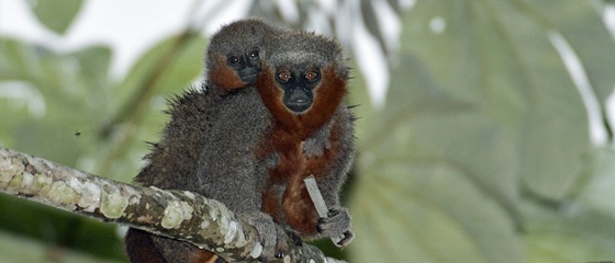 Dois macacos da espécie 'Callicebus miltoni', recém descoberta. (Foto: ADRIANO GAMBARINI)
