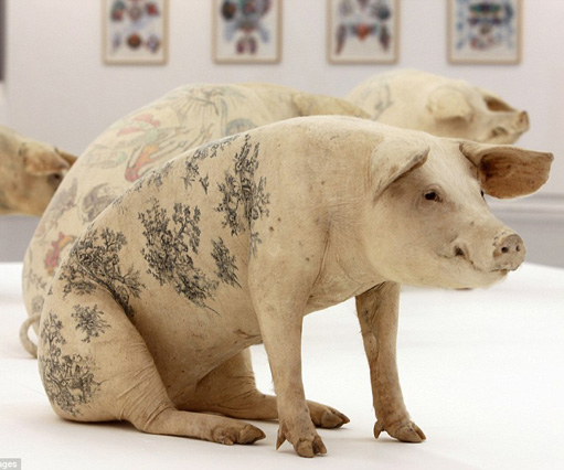 Artista belga ainda causa polêmica com projeto no qual tatuava porcos vivos