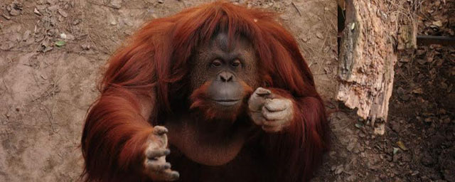 Orangotango Sandra está cada vez mais perto de conquistar a liberdade em iniciativa inédita