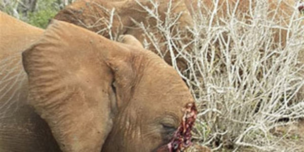 Elefante com rosto mutilado por caçadores que buscam marfim. Foto: Care2