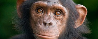 Chimpanzés enfrentam ameaça de extinção nos Estados Unidos
