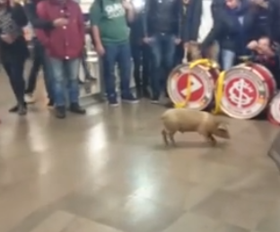Estudantes universitários usam porco em protesto
