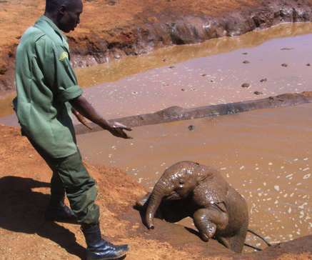 Filhote de elefante que se afogava é salva por pessoas em frente à sua família