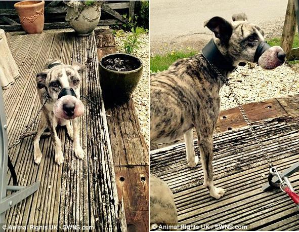 O cão supostamente foi abandonado por seus tutores com uma fita adesiva em volta do focinho. Foto: Animal Rights UK