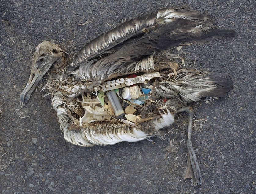 Filhote de albatroz que foi inadvertidamente alimentado com lixo plástico por seus pais, em 2009. Foto: Chris Jordan/USFWS
