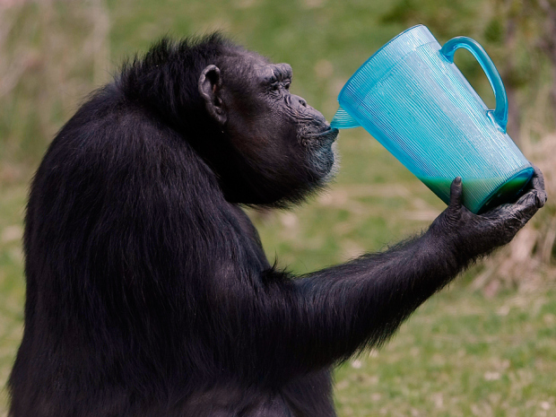 Chimpanzé que vive em santuário de Quebec, após ter sido explorado em pesquisas. Foto: Tyler Anderson/National Post