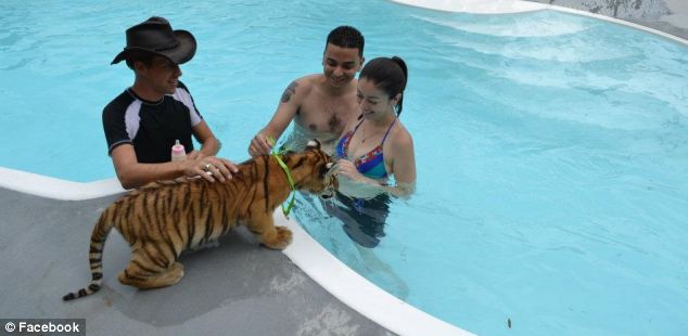 Animal acuado é levado para entrar na piscina com visitantes. Foto: Daily Mail