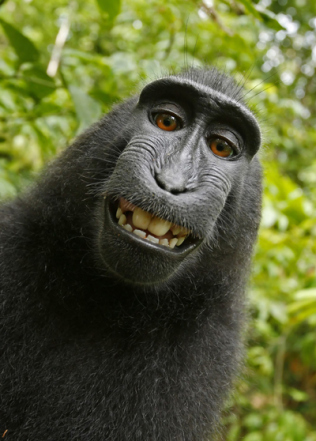 Foto de 2011 fornecida pelo PETA que mostra uma "selfie" tirada por um macaco na ilha indonésia de Sulawesi, com a câmera do fotógrafo David Slater, e agora é material de processo em tribunais. Foto: David Slater/PETA/AP