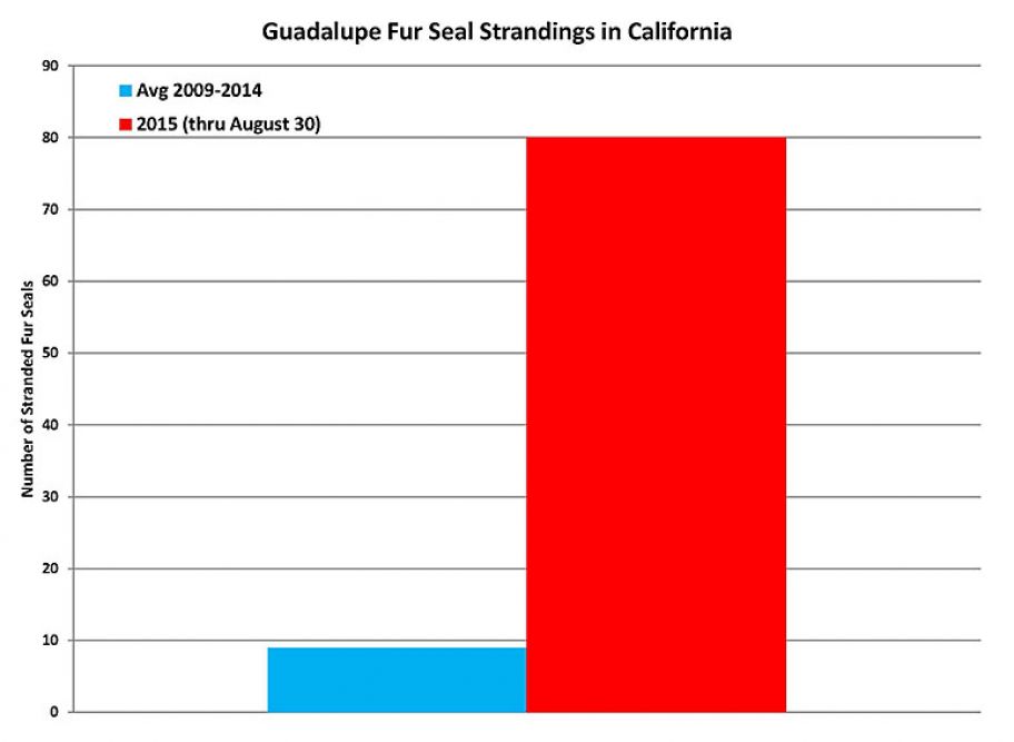 Número total de encalhe de lobos-marinhos de Guadalupe na Califórnia. Foto: Cortesia NOAA