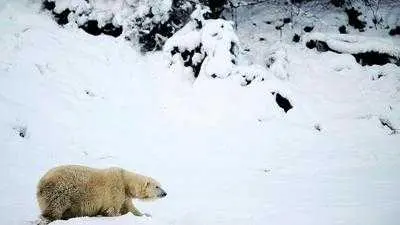 O habitat dos ursos-polares está seriamente ameaçado com a diminuição da superfície gelada. (Foto: Russel Cheyne/Reuters)