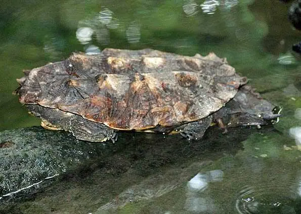 Matá-matá, tartaruga de aspecto pré-histórico levada até a instituição. (Foto: Divulgação/G1) 