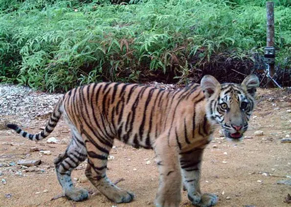 Foto divulgada pela WWF mostra tigre de Sumatra. (Foto: AFP/G1)