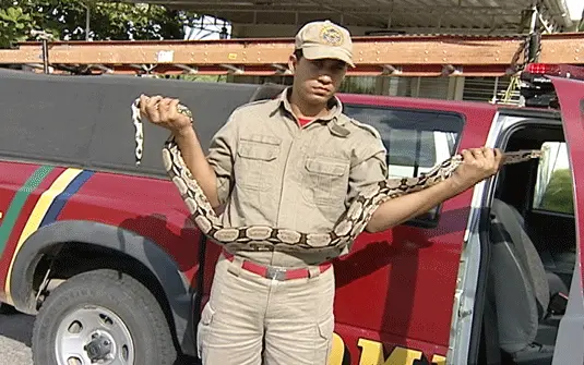 Cobra de cerca de 1,5 metro foi resgatada pelo Corpo de Bombeiros (Foto: Reprodução/TV Asa Branca)