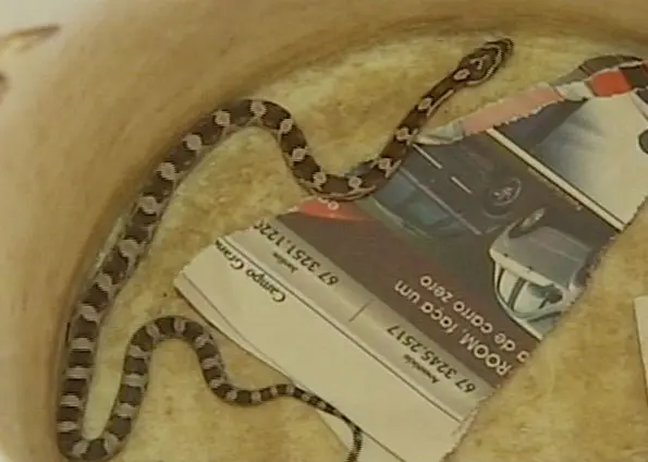Filhote de cobra foi descoberto dentro de caixa por funcionários dos Correios (Foto: Reprodução/TVTem)