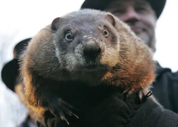A marmota Punxsutawney Phil faz prognósticos anuais na Pensilvânia. (Foto: Reuters) 