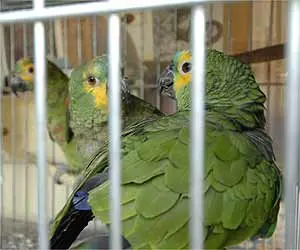 Centro de manejo recebe aves apreendidas em ações da polícia ambiental e desenvolve programas para devolvê-las à natureza. (Foto: Uai)