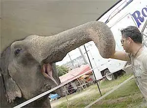 Proprietário do Circo Royter acaricia a elefanta Reina que fica em exibição na cidade até 14 de fevereiro, pois nova legislação não é retroativa. (Imagem: Uai)